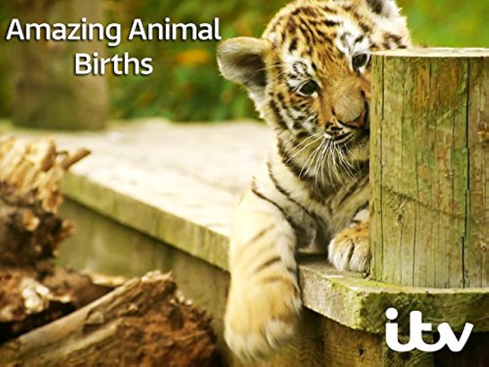 Amazing Animal Births