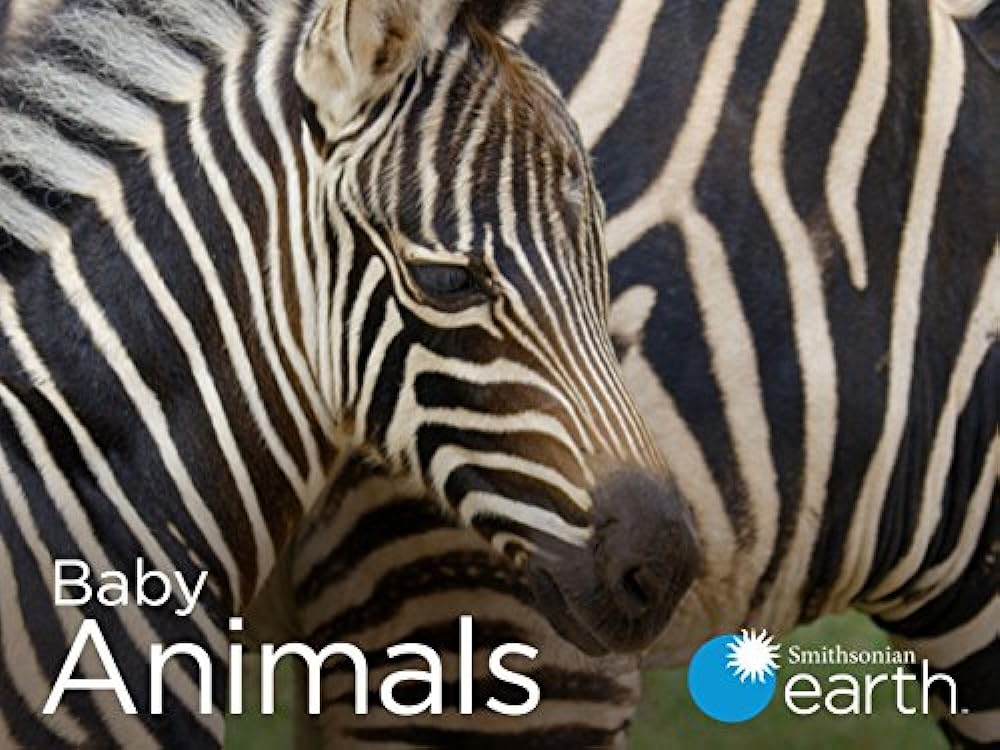 Baby Animals