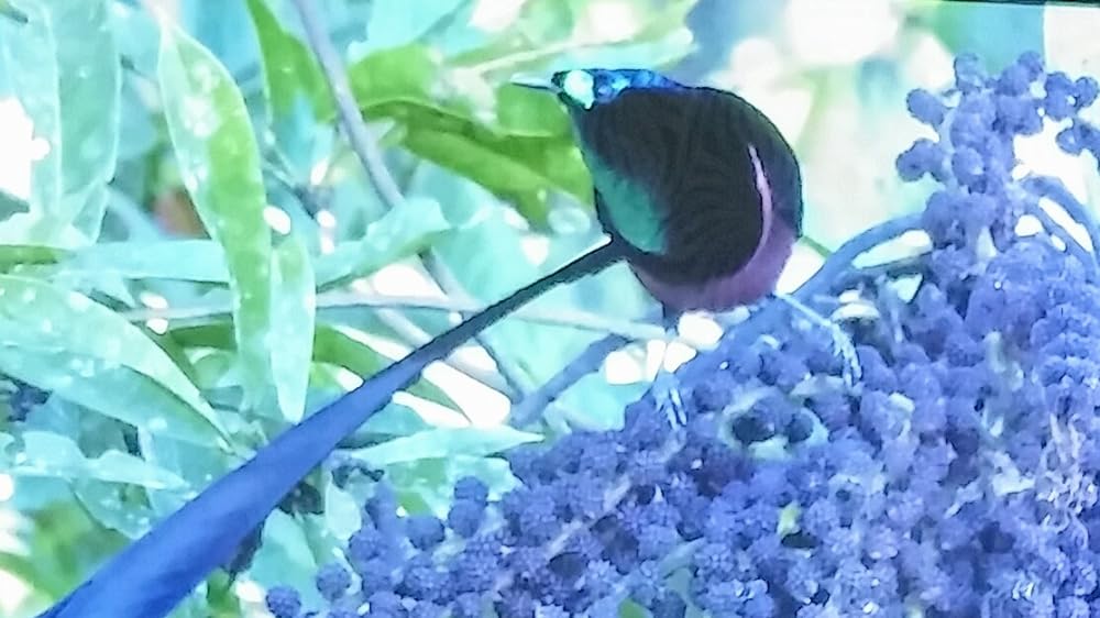 Birds of Paradise: The Ultimate Quest