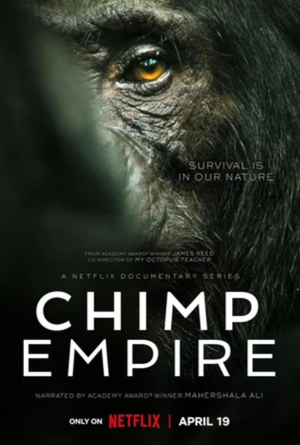 Chimp Empire