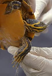Critter Fixers: Country Vets