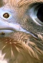 Nova World's Fastest Animal
