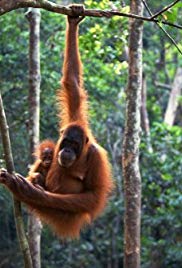 Really Wild Animals Secret Weapons and Great Escapes