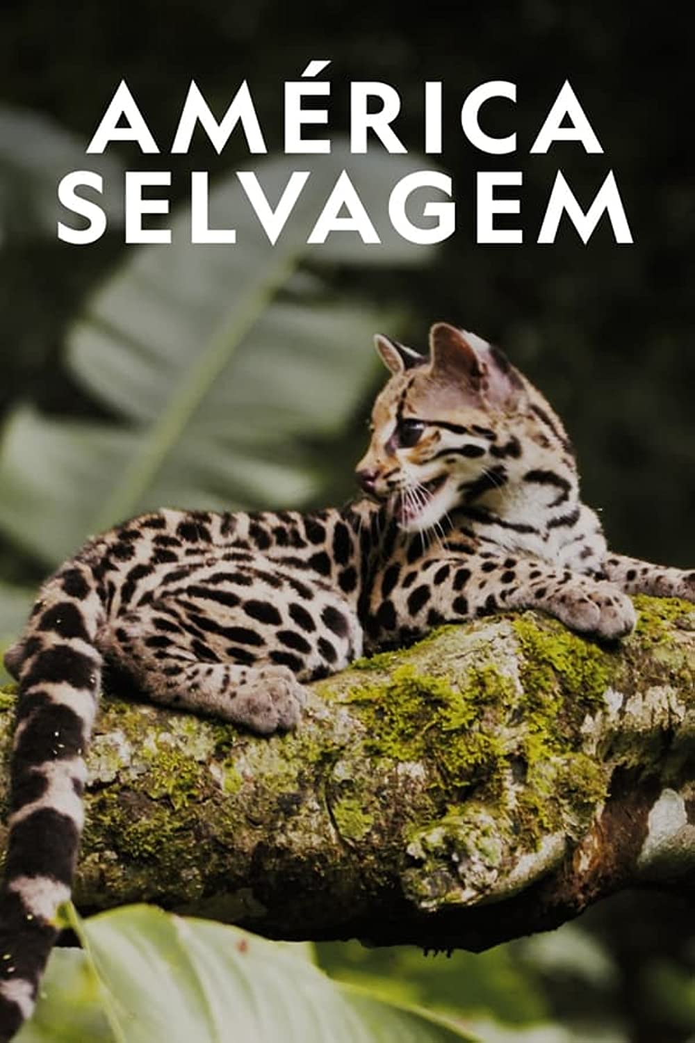 Wild Latam